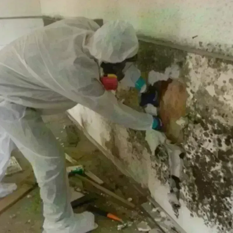 Mold Remediation and Removal in Cook County, MN